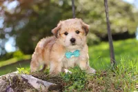 Theo, a male Morkie for sale in Baltic, OH – Photo 5 of 10