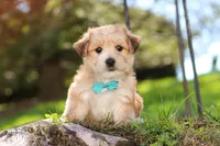 Theo, a male Morkie for sale in Baltic, OH – Photo 9 of 10