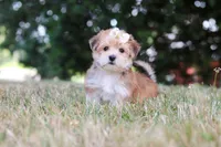 Jana, a female Morkie for sale in Baltic, OH – 9 of 10