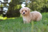 Annie, a female Maltipoo for sale in Baltic, OH – 2 of 10