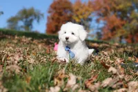 Ozzy, a male Maltese for sale in Baltic, OH – 8 of 9