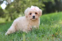 Annie, a female Maltipoo for sale in Baltic, OH – 9 of 10