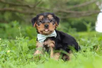 Marcus, a male Morkie for sale in Baltic, OH – 3 of 8