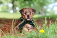 Archie, a male Morkie for sale in Baltic, OH – 5 of 8