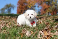 Colby, a male Maltese for sale in Baltic, OH – 8 of 10