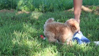 Patrick, a male Maltipoo for sale in Baltic, OH – 10 of 10