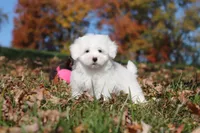 Ozzy, a male Maltese for sale in Baltic, OH – 2 of 9