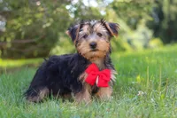 Marcus, a female Morkie for sale in Baltic, OH – 4 of 9