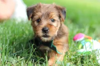 Archie, a male Morkie for sale in Baltic, OH – 6 of 8