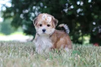 Jana, a female Morkie for sale in Baltic, OH – 2 of 10