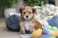 Sarah, a female Morkie for sale in Baltic, OH – Photo 8 of 10