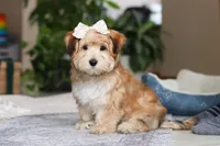 Sarah, a female Morkie for sale in Baltic, OH – Photo 4 of 7