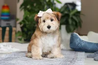 Sarah, a female Morkie for sale in Baltic, OH – Photo 5 of 7