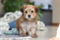 Sarah, a female Morkie for sale in Baltic, OH – Photo 5 of 10