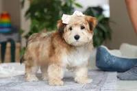 Sarah, a female Morkie for sale in Baltic, OH – Photo 7 of 7