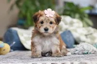 Sarah, a female Morkie for sale in Baltic, OH – Photo 4 of 10