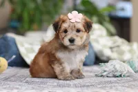 Sarah, a female Morkie for sale in Baltic, OH – Photo 9 of 10