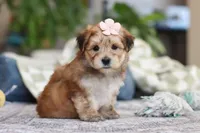 Sarah, a female Morkie for sale in Baltic, OH – Photo 6 of 10