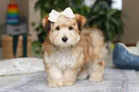 Sarah, a female Morkie for sale in Baltic, OH – Photo 2 of 7