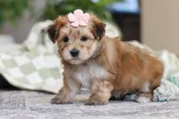 Sarah, a female Morkie for sale in Baltic, OH – Photo 2 of 10