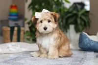 Sarah, a female Morkie for sale in Baltic, OH – Photo 6 of 7