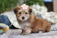 Sarah, a female Morkie for sale in Baltic, OH – Photo 1 of 10