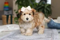 Sarah, a female Morkie for sale in Baltic, OH – Photo 3 of 7