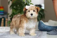 Sarah, a female Morkie for sale in Baltic, OH – Photo 1 of 7