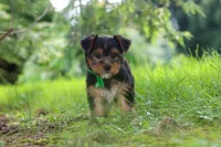 Bobby, a male Yorkshire Terrier for sale in Baltic, OH – 4 of 9