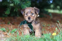 Archie, a male Morkie for sale in Baltic, OH – 4 of 8