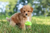 Patrick, a male Maltipoo for sale in Baltic, OH – 4 of 10