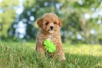 Patrick, a male Maltipoo for sale in Baltic, OH – 9 of 10