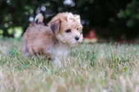 Jana, a female Morkie for sale in Baltic, OH – 6 of 10