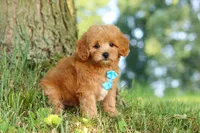 Conner, a male Maltipoo for sale in Baltic, OH – 7 of 10
