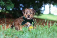 Archie, a male Morkie for sale in Baltic, OH – 2 of 8