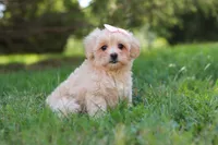 Annie, a female Maltipoo for sale in Baltic, OH – 8 of 10
