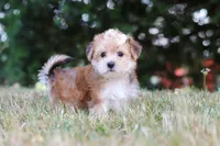 Jana, a female Morkie for sale in Baltic, OH – 7 of 10