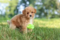 Patrick, a male Maltipoo for sale in Baltic, OH – 2 of 10