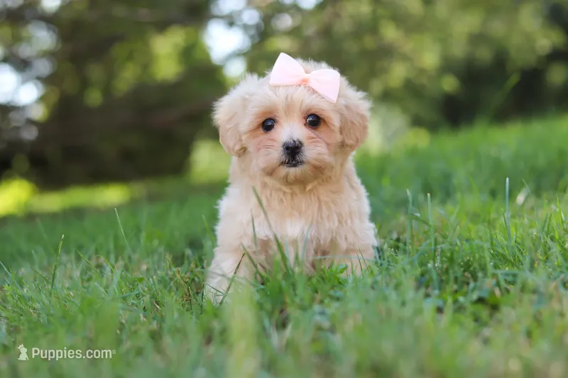 Annie – Maltipoo puppy for sale in Baltic, OH