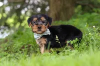 Marcus, a male Morkie for sale in Baltic, OH – 5 of 8