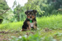 Bobby, a male Yorkshire Terrier for sale in Baltic, OH – 6 of 9