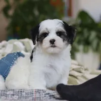 Carson, a male Morkie for sale in Baltic, OH – Photo 1 of 10