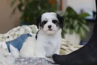 Carson, a male Morkie for sale in Baltic, OH – Photo 1 of 10