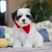 Carson, a male Morkie for sale in Baltic, OH – Photo 5 of 10