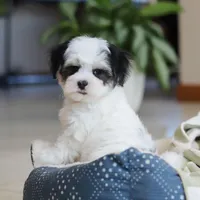 Carson, a male Morkie for sale in Baltic, OH – Photo 2 of 10