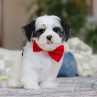 Carson, a male Morkie for sale in Baltic, OH – Photo 3 of 10