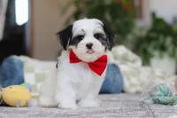 Carson, a male Morkie for sale in Baltic, OH – Photo 3 of 10