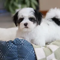 Carson, a male Morkie for sale in Baltic, OH – Photo 10 of 10