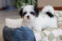 Carson, a male Morkie for sale in Baltic, OH – Photo 10 of 10