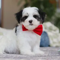 Carson, a male Morkie for sale in Baltic, OH – Photo 4 of 10